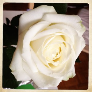 Rose-photo-blanche