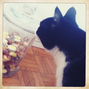 bonbon-chat