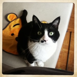 chat-pmgirl-enceinte-attente-terme-grossesse