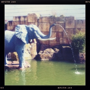 elephant-eau