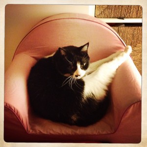 fauteuil-chat-bebe-photo