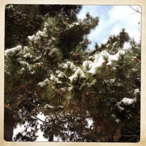 paris-photo-neige-arbre