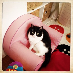 photo-chat-bebe-fauteuil-paris