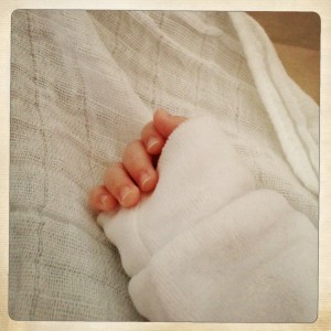 prise-de-sang-fiv-4---