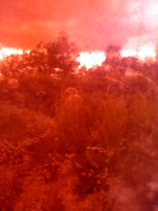 Iphone-Adeline-030-copie-1