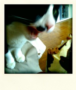 chat-glace-polaroid