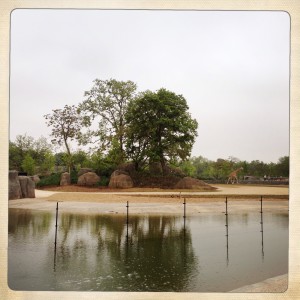 Zoo de vincennes ou parx zoologique de Paris visite savane