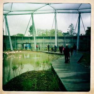 vZoo de vincennes ou parx zoologique de Paris visite flamands