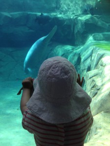 photo bébé lamantin zoo vincennes