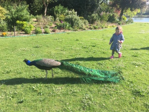 paon daumesnil barque