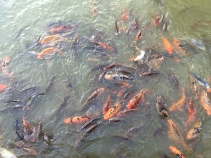 Hotel les jardins de beauval avis poisson