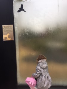 Probleme zoo vincennes paris vitre hiver