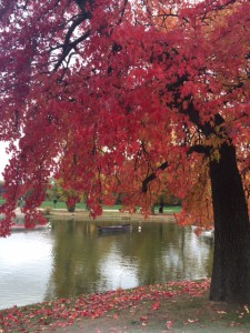 arbre rouge lac daumesnil