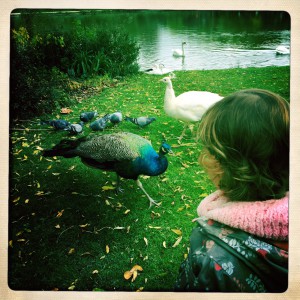 paons lac daumesnil paris