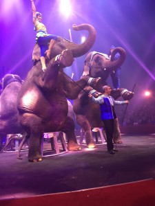 Cirque Arlette Gruss éléphant