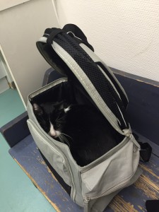 sac à dos transport chat avis