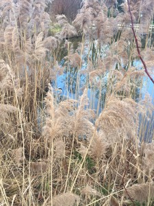 nature dans la ville héron