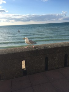 Mouette Granville