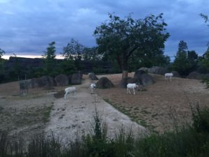 nocturne zoo de paris vincennes blog