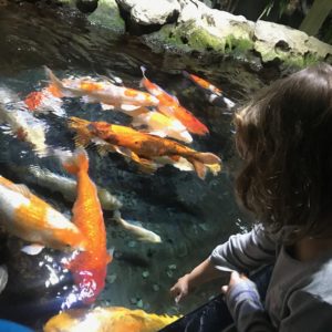 Visite Aquarium du Trocadéro bassin tactile