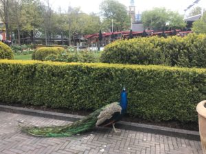 activités en famille à Copenhague. paon tiboli