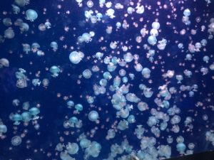 aquarium de Paris méduses