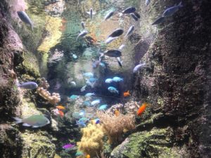 aquarium de Paris poissons