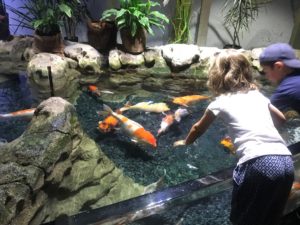 aquarium de Paris toucher les poissons